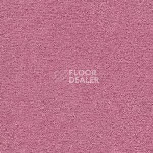 Ковролин Radici Nexus Cassis 8250 фото 1 | FLOORDEALER